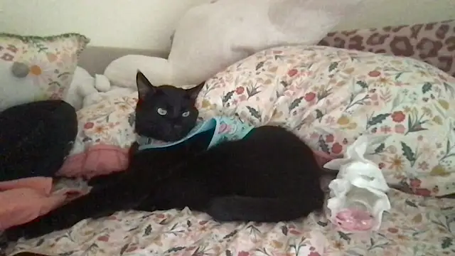 Snapshot of HYPHYtype chatting on 9, 9, 2025 HYPHYtype online show from 9, 9, 2025