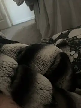 Furdale online show from 9, 1, 2025