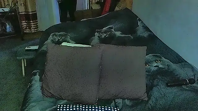 sex2 online show from 20, 9, 2025