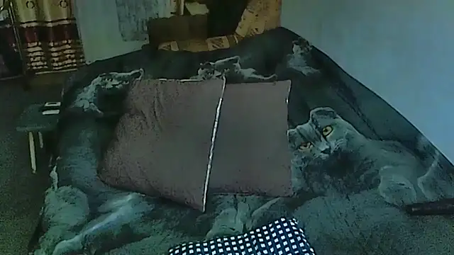 sex2 online show from 14, 10, 2025