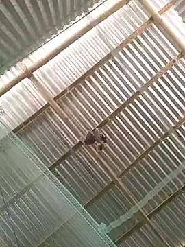 Snapshot of Gautambaro chatting on 13, 2, 2026 Gautambaro online show from 13, 2, 2026