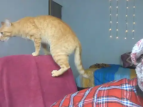 Olivia Bright online show from 18, 3, 2026