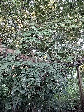 Rinku5553 online show from 28, 9, 2025