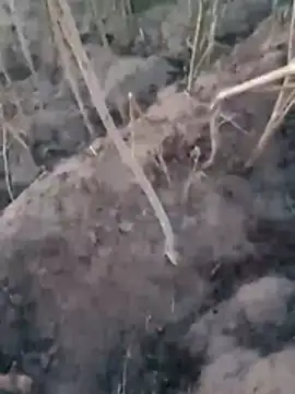 Sinewsex pussylove online show from 25, 3, 2026