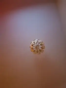 cuci45 online show from 31, 3, 2026