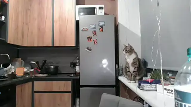 delightful sofi online show from 21, 3, 2026